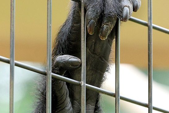 TEORIA CRITICA E ANTISPECISMO POLITICO