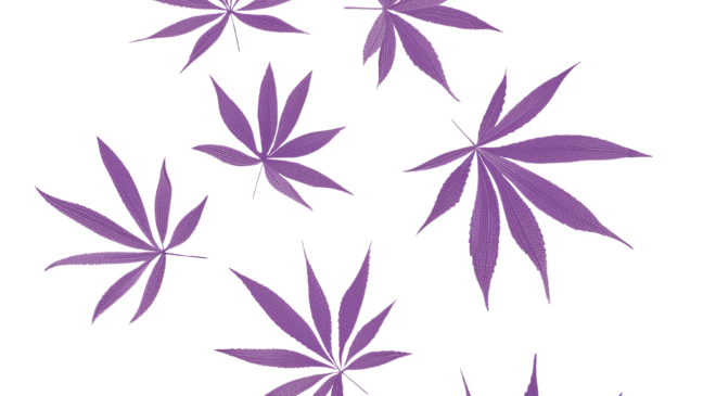 Decreti anti-cannabis. Continua la guerra eterna dei fascisti contro l’erba proibita