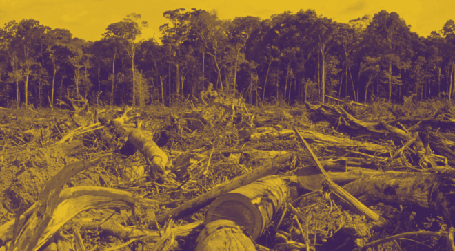 Il richiamo della foresta. Stiamo freschi – Il taccuino della crisi climatica