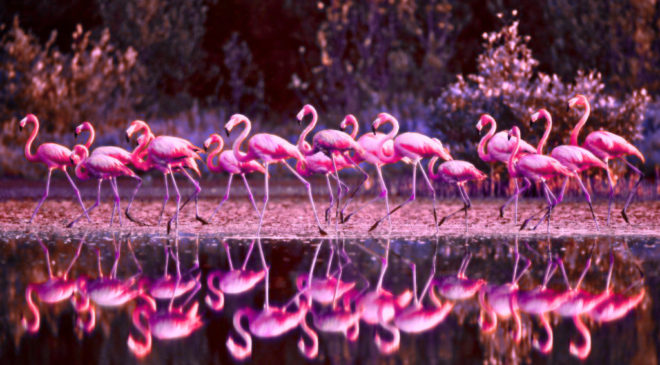 Flamingo Revolution. Albania: sono i fenicotteri a chiamare alla rivolta